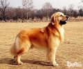 金毛寻回犬好养吗 金毛寻回犬怎么养