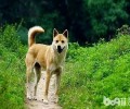 老外是怎么评价中华田园犬的 老外评价中华田园犬