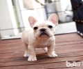 英国斗牛犬和法国斗牛犬的差别