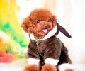 泰迪犬冬季如何喂养 小泰迪冬季必须穿着打扮吗
