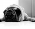 养巴哥犬必须注意什么？