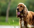 可卡犬性情好么？多少钱一只？