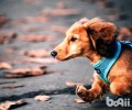 腊肠犬好养吗？智力如何？