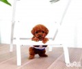 茶杯犬会生长大吗？