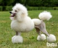 泰迪犬色调有多少？
