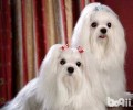 马尔济斯犬价格多少？