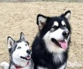 阿拉斯加犬和金毛有哪些不一样？