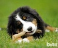 伯恩山犬为何养的人少？