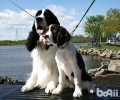 史宾格犬聪慧吗？史宾格犬智力