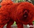 藏獒好养吗？多少钱一只？