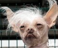 冠毛犬（无毛犬）如何选择？价格多少？