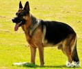 西德犬多少钱一只？西德犬价钱汇总