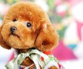 泰迪犬的基础知识