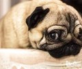 狗狗会哭吗？狗狗哭的缘故有什么？