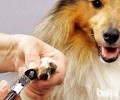 宠物美容月薪有多少？
