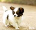蝴蝶犬串串如何？蝴蝶犬串串详解