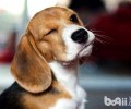 比熊犬为何非常少人养？别养比熊犬的三大缘故