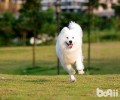 养了萨摩耶以后就后悔了！