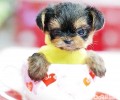 能够养茶杯犬吗？怎么样养？