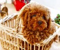 小泰迪和vip一样吗？