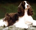 史宾格犬聪慧吗？史宾格犬智力
