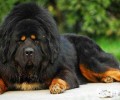 藏獒好养吗？多少钱一只？