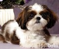西施犬能人能活多久？使用寿命多长时间？