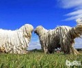 可蒙犬非常容易喂养吗？喂养方式？
