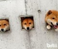 柴犬的缺点你可以接纳吗？