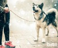 阿拉斯加犬的缺陷你可以接纳吗？