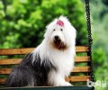 你能养美国古代牧羊犬吗？古牧