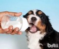 人们实验为何挑选比熊犬？