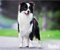 边境牧羊犬应当怎么养？好养吗？