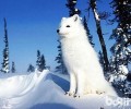 狐狸犬和小狐狸长的像吗？