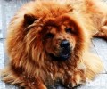 松狮狗是大型狗吗？