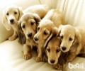 宠物犬的易养水平排名