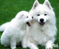 你仍在把银狐犬叫成萨摩耶吗？