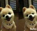 日本网红犬俊介种类详说