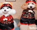 遛猫遛狗应当注意什么？冬季如何遛猫遛狗？