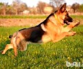 猎犬品种有什么？猎犬排名第一是啥犬