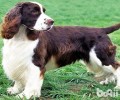 英国跳猎犬多少钱一只？英国跳猎犬价钱