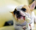 狗粮怎么选？犬粮选择方法
