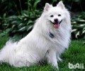 爱斯基摩犬价格是多少？爱斯基摩犬价钱汇总