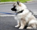荷兰毛狮犬好养吗？荷兰毛狮犬喂养