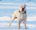 杜高犬的好脾气吗？性子差吗？