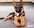 德国牧羊犬幼狗价钱？德国牧羊犬幼狗要多少钱
