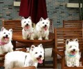西高地白梗犬不正确的饲养方法，你中了好多个？