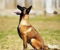 丹麦马犬的价格区段？性情如何？
