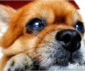 博美犬智商如何，聪慧吗？