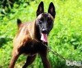 丹麦德牧犬性情好么？价格多少能买？